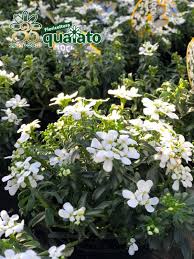 Molte piante grasse e succulente sopportano temperature minime biologiche ben al di sotto degli 0°c, pur arrestando le loro attività fisiologiche in attesa che si ristabiliscano le condizioni ideali per le proprie esigenze. Fiori Resistenti Al Freddo Facili Da Coltivare Anche Sul Balcone Floricoltura Quaiato
