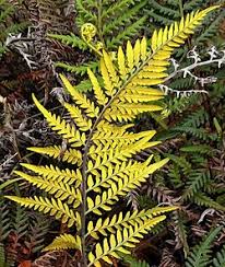 Image result for Pityrogramma argentea