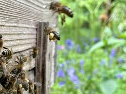 Image result for cornish black bee