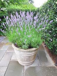 outdoor inspiration おしゃれまとめの人気アイデア pinterest shelly baril ガーデンプランター 家庭菜園 プランター 園芸学