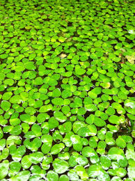 Image result for Spirodela