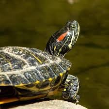 If they are approached, they should slide into the water. Red Eared Slider Care Habitat Diet Lifespan Tank