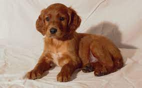 Which traits any golden irish will favour from their parents is entirely unpredictable. Rock Creek Golden Irish Bloomington Il Glorious Dawn Puppies
