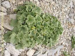 Image result for Dioscorea cotinifolia