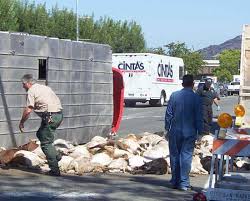 Animal Truck Spills