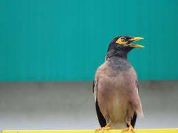 Burung gembala kerbau jungle myna tips penjagaan penjinakan. Si Burung Gembala Kerbau Ni Ada Sepatah Dua Online Facebook