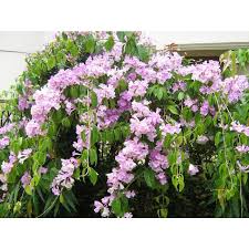 Image result for Adenocalymma