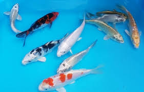 Maybe you would like to learn more about one of these? 15 Varietas Jenis Ikan Koi Yang Banyak Dibidudayakan Di Jepang