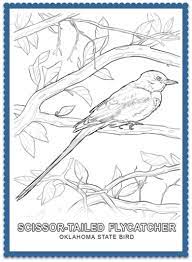 Cute cat coloring page dallas cowboys logo coloring page creepy clown coloring page create watercolor effect in illustrator crayons coloring page dancer coloring page cupcake queen coloring page dandelion coloring kansas state bird coloring page from kansas category select from. State Bird Coloring Pages By Usa Facts For Kids Bird Coloring Pages Coloring Pages State Birds