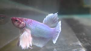 5cm Male Siamese Betta Shortfin Elephant Ear Youtube