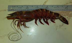 They can be kept both in a single species tank, or you can keep them with ghost or cherry shrimp. Giant Shrimp Invading Gulf Of Mexico Agrilife Today
