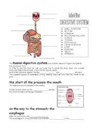 Check question and get your correct answers this is total 4 version quiz so complete it carefully. Digestive System Worksheets