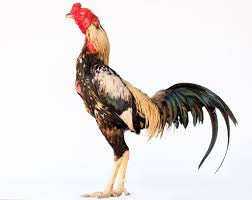Thai Rooster Ayam Binatang