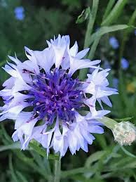 229 likes · 81 talking about this · 5 were here. Purple And White Bachelor Button Mass 2019 Flowers Photography Beautiful Strange Flowers Amazing Flowers