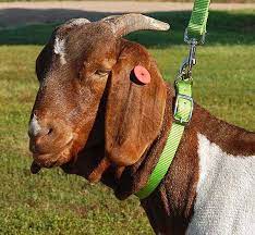 Explore 28 listings for kid goats for sale at best prices. Nylon Goat Collar Weaver Livestock Halters Collars Leads Show Goat Showing Grooming Farm