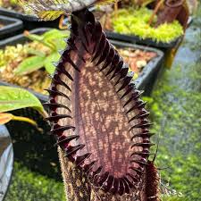 Image result for Nesaea heptamera