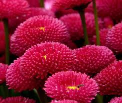 Image result for Bellis