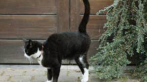 Do Male Cats Spray After Being Neutered Cease Cat Spraying