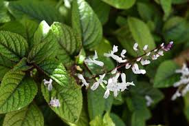 Image result for Plectranthus verticillatus