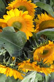 Pretty Sunflowers In A Market In Saarbrucken Germany Photo My Photos