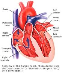 It circulates blood throughout the body. The Heart And Blood Vessels Genes And Disease Ncbi Bookshelf