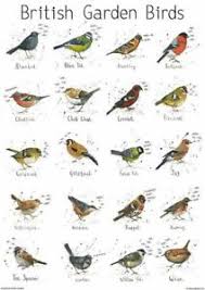 Details About A4 British Garden Birds Chart Print Poster Nature Bird Wildlife