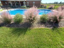 We did not find results for: A Landscape Combo For Native Fall Color Muhly Grass Darrow S Blueberry Gardening In The Panhandle