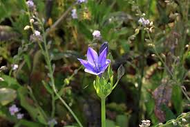 Image result for Swertia