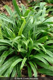 Image result for Carex cognata
