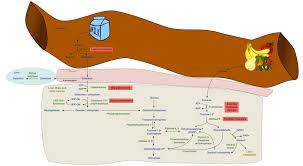 Image result for Hereditary Fructose Intolerance