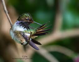Time Out To Preen These Tiny Little Hummingbirds Are Always Active And It Was Great To See The Little Volcano Hummingbird Take Some T Kus Hayvanlar Doga