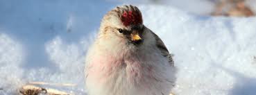 Birding Holbrook Travel