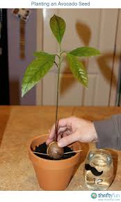 Avocado is a medium to large evergreen tree with large, leathery, deep green leaves. Pin On Gardening