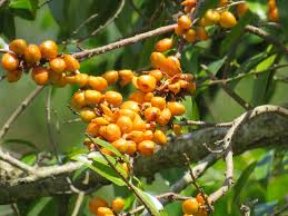 Image result for Casearia gladiiformis