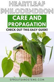 How To Care For And Propagate Heartleaf Philodendron Philodendron Care Philodendron Philodendron Plant