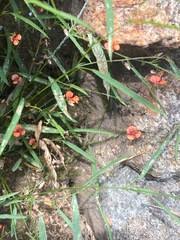 Image result for Microcharis angolensis