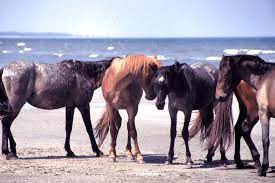 Cumberland Island Horse Info Origin History Pictures