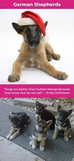 Deutscher Schaferhund Ge Deutsch Schaferhunde Hunde Fotos Schaferhunde