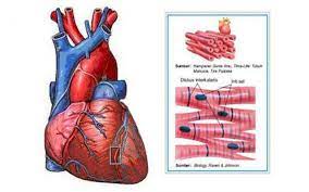 Otot jantung, otot lurik dan otot bergaris. 3 Macam Macam Otot Manusia Beserta Ciri Ciri Dan Fungsinya