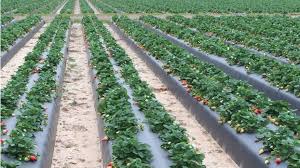 For over 30 years layton's produce of raleigh, nc has provided the triangle area and beyond with the best produce and customer service. Florida Produce Shines In Spring Produce Business Magazine