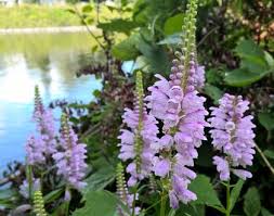 Image result for Physostegia