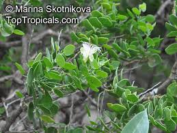 Image result for Capparis cartilaginea
