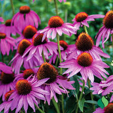 Image result for Echinacea purpurea `Magnus`