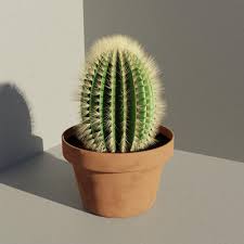 While you could artificially continue to. A Barrel Cactus First Draft Any Suggestions Would Be Appreciated Blender