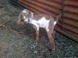 18 Indigenous Veld Goats Ideas Goats Animals Goat Kidding