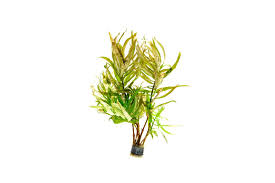 Image result for Nesaea polycephala