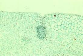 Image result for Pavetta gerstneri