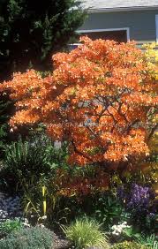 Mandarin Lights Azalea Planting Flowers Flower Stock Photography Azaleas Landscaping