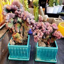 Image result for Myrtillocactus geometrizans