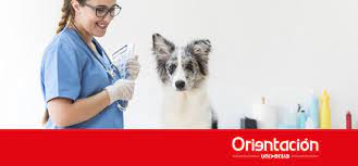 Busca el nombre del profesional o navega por las provincias y localidades hasta llegar a la. 10 De Mayo Dia Del Veterinario En Colombia Tips Y Consejos